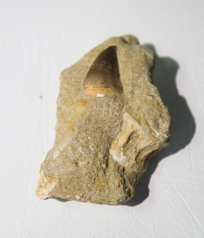 Mixed Teeth In Bone Matrix-0