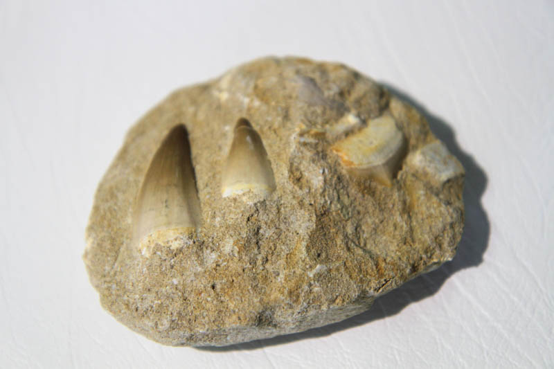 Mixed Teeth In Bone Matrix-0