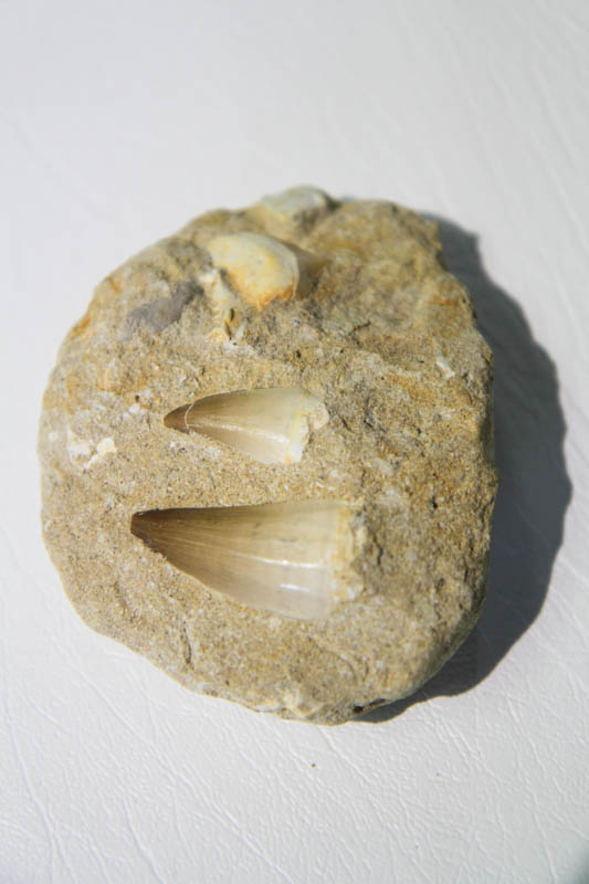 Mixed Teeth In Bone Matrix-2937