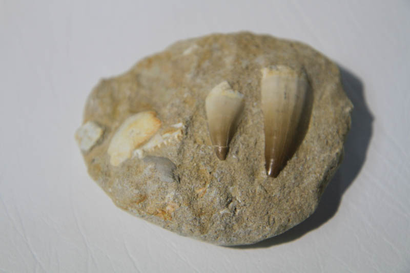 Mixed Teeth In Bone Matrix-2934