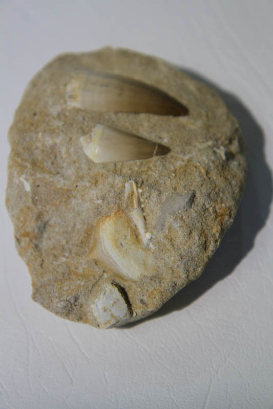 Mixed Teeth In Bone Matrix-2936