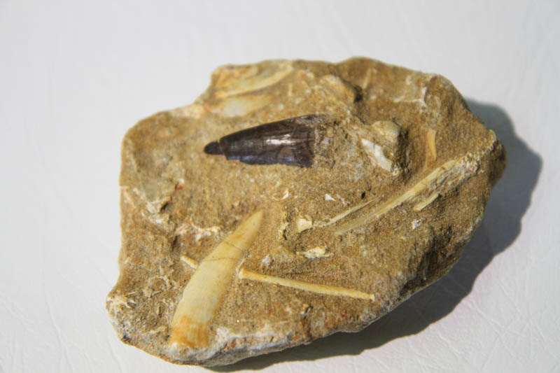 Mixed Teeth In Bone Matrix-2938