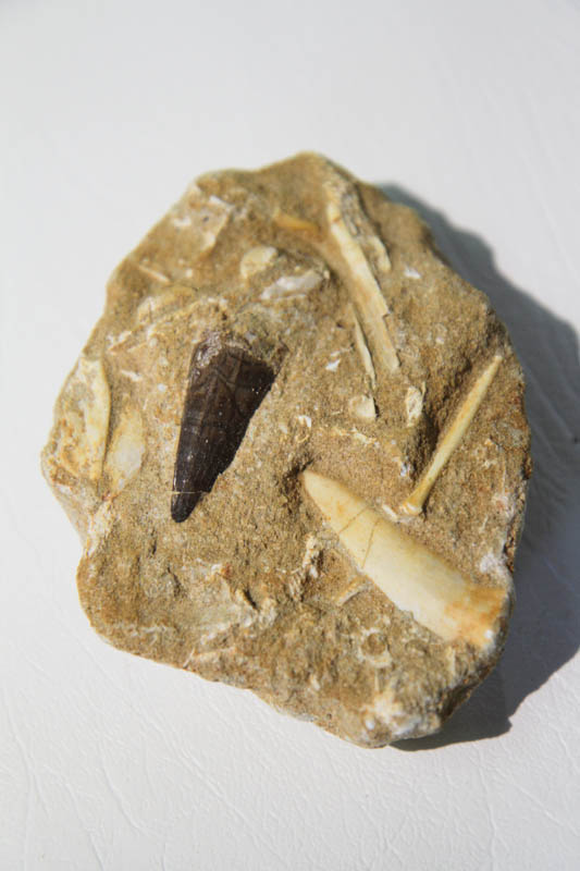 Mixed Teeth In Bone Matrix-2941