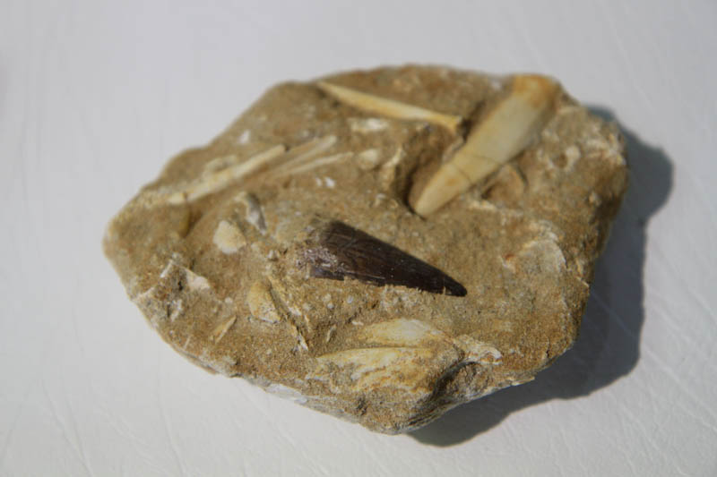 Mixed Teeth In Bone Matrix-2942
