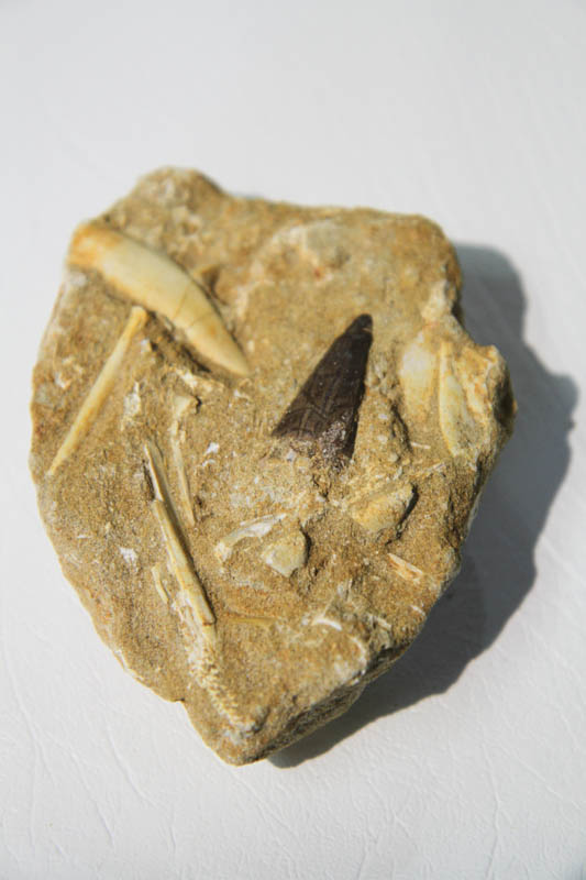 Mixed Teeth In Bone Matrix-0