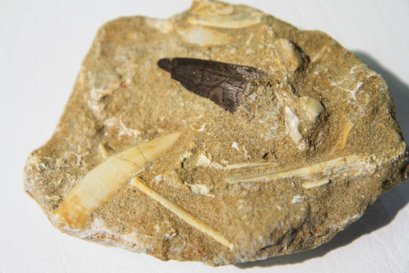 Mixed Teeth In Bone Matrix-2940