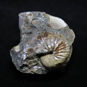 Ammonite Jelezkytes nebrascensis-0