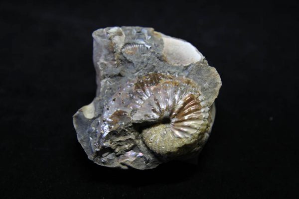 Ammonite Jelezkytes nebrascensis-0
