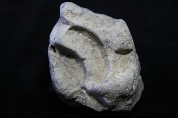 Ammonite Jelezkytes nebrascensis-2964