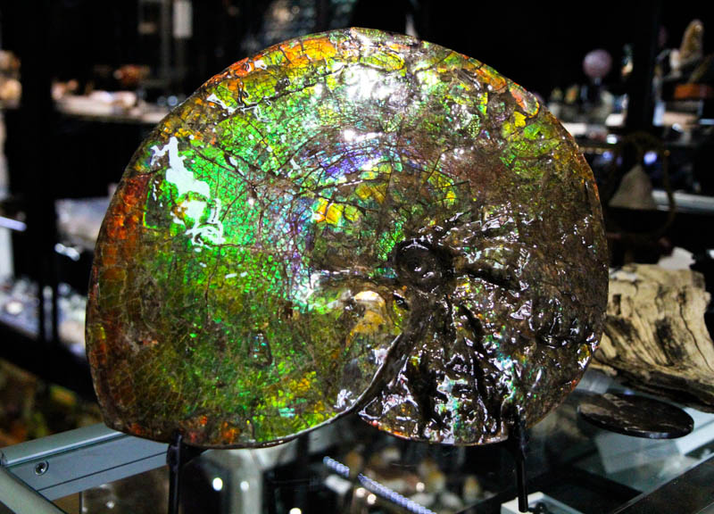 Ammonite Placenticeras Meeki-3271