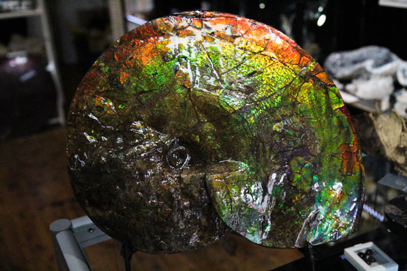 Ammonite Placenticeras Meeki-3266
