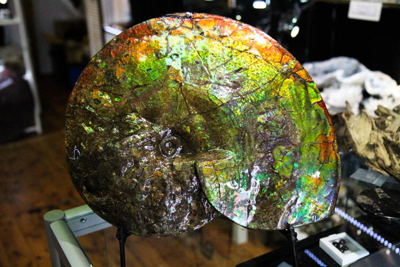 Ammonite Placenticeras Meeki-3267