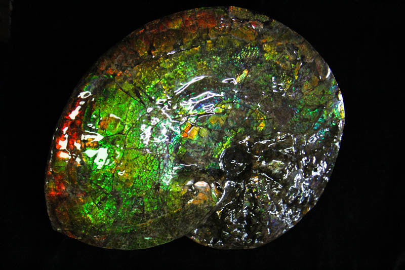 Ammonite Placenticeras Meeki-3269