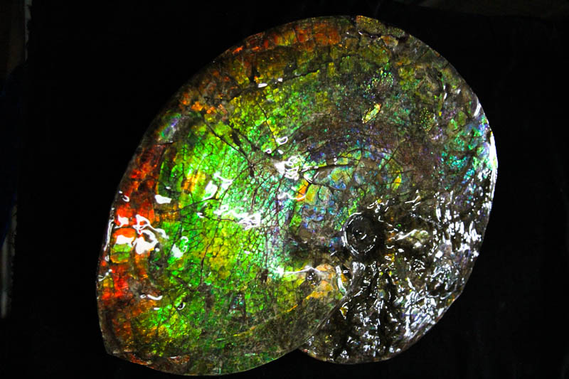 Ammonite Placenticeras Meeki-3268