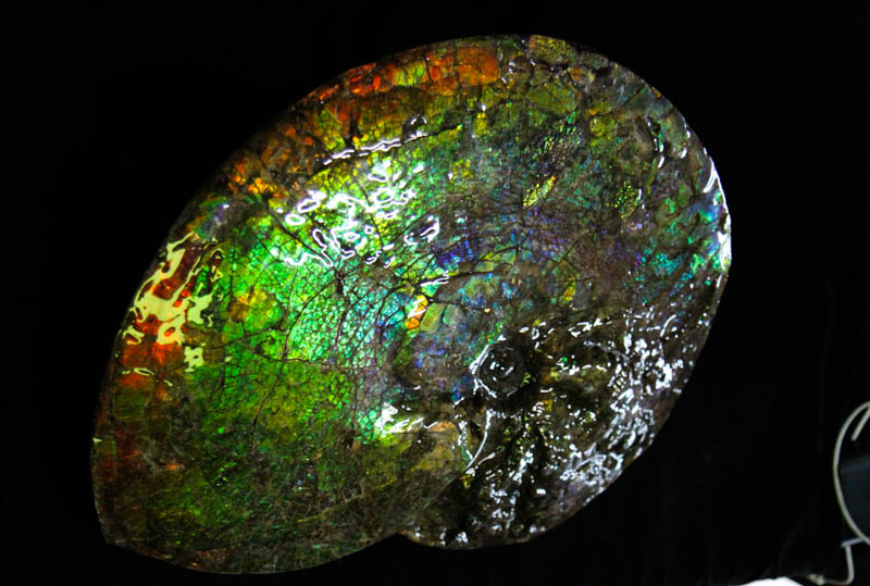 Ammonite Placenticeras Meeki-3270