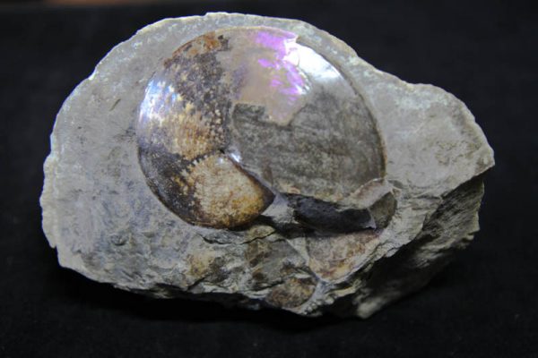 Ammonite Sphenodiscus Lenticularis-0