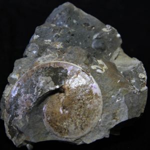 Ammonite Sphenodiscus Lenticularis-0