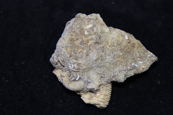 Dactylioceras athleticum Ammonite Cluster-2981