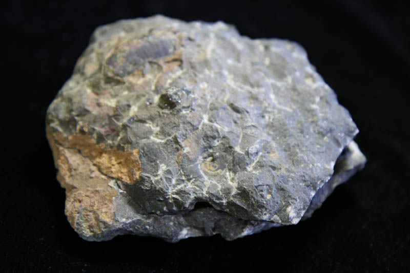 Ammonite Cluster - Multiple Ammonite species-0