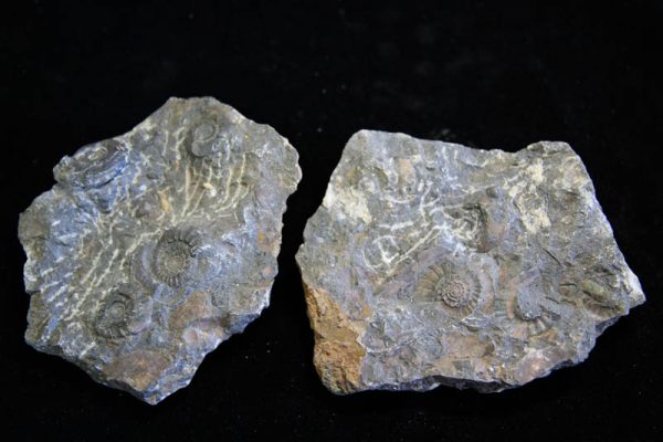 Ammonite Cluster - Multiple Ammonite species-2999