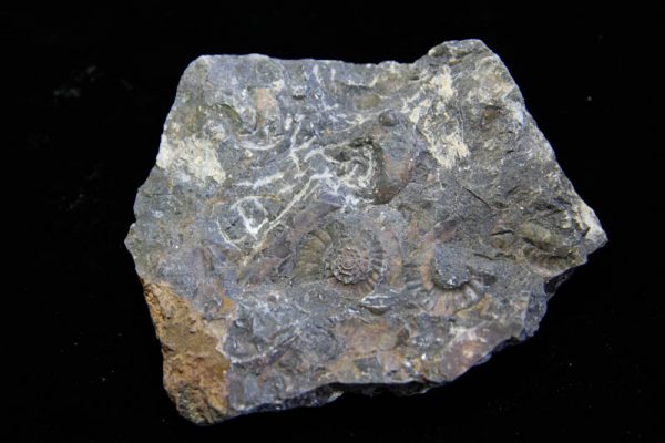 Ammonite Cluster - Multiple Ammonite species-2997