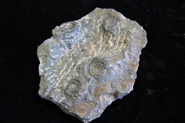 Ammonite Cluster - Multiple Ammonite species-2998