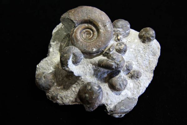 Ammonite Cluster - Multiple Ammonite species-0