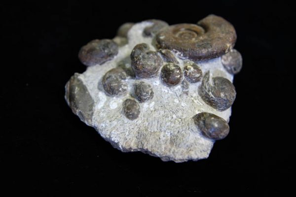 Ammonite Cluster - Multiple Ammonite species-2985