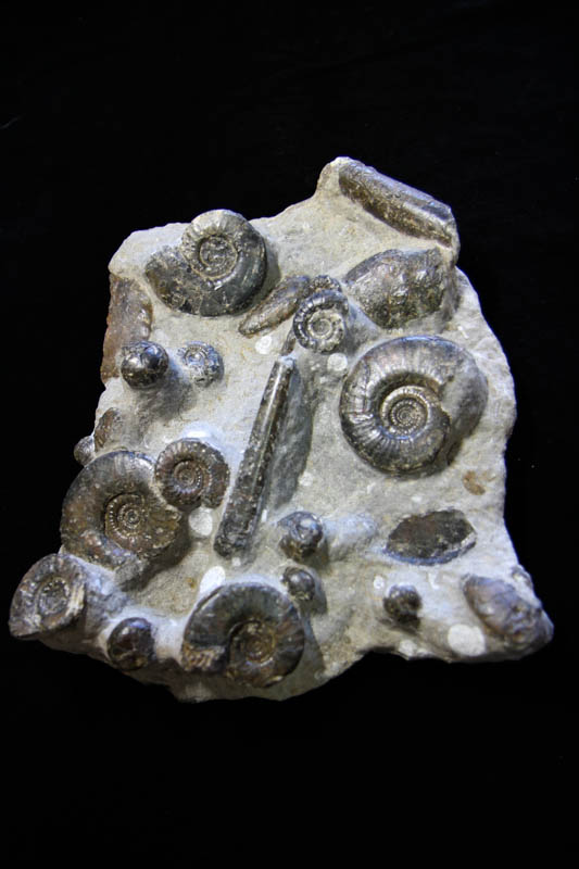 Ammonite Cluster - Multiple Ammonite species-0