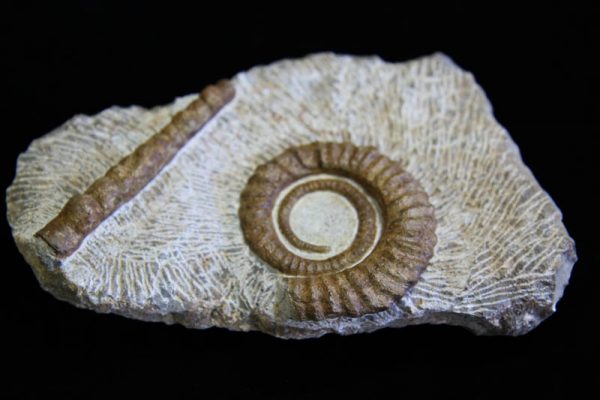 Rare Multi Ammonite Plaque-0