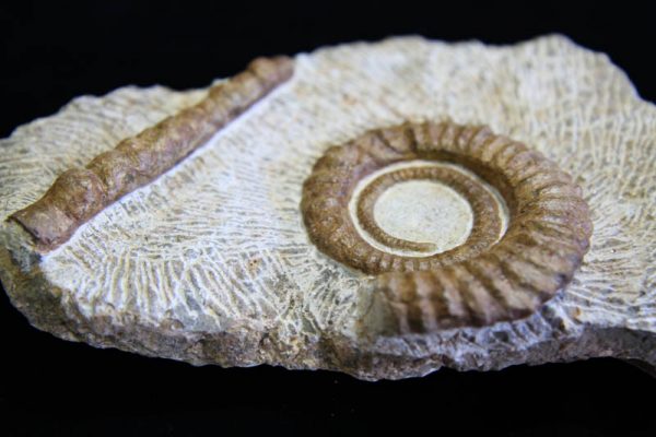 Rare Multi Ammonite Plaque-3010