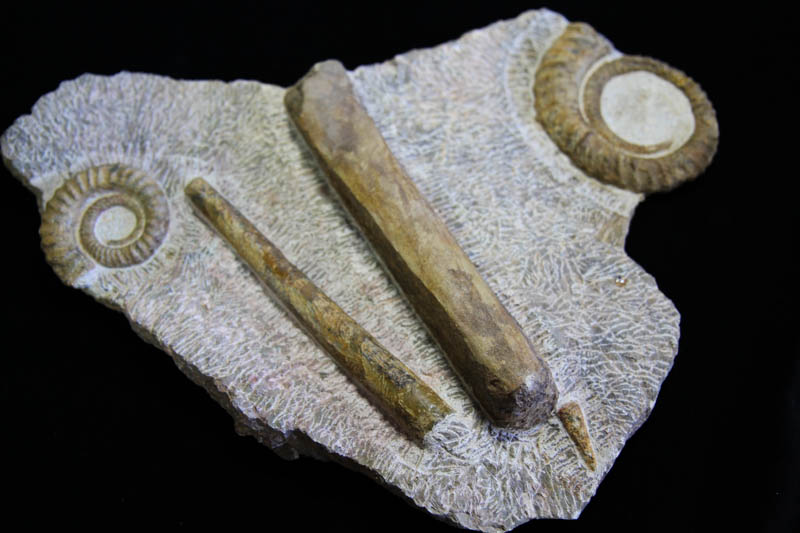 Rare Multi Ammonite Plaque-0