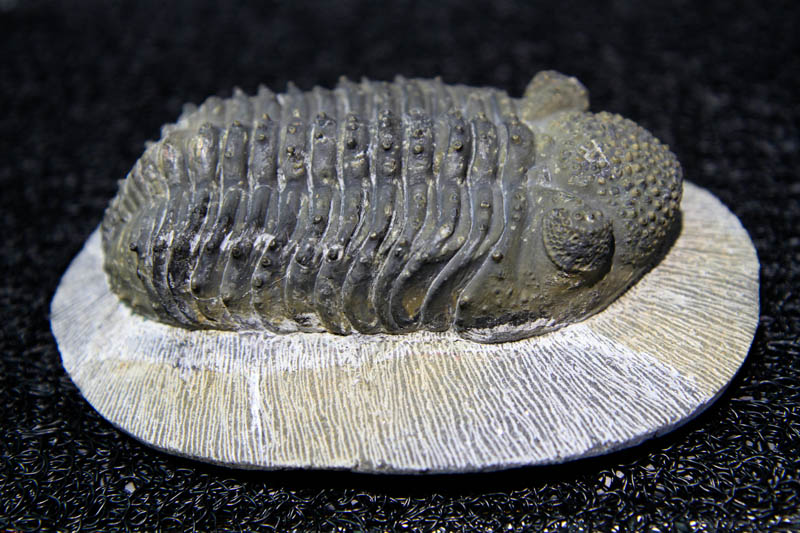 Trilobite Drotops-0