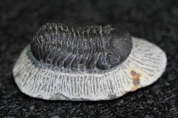 Trilobite - Phacops Africanus-3033