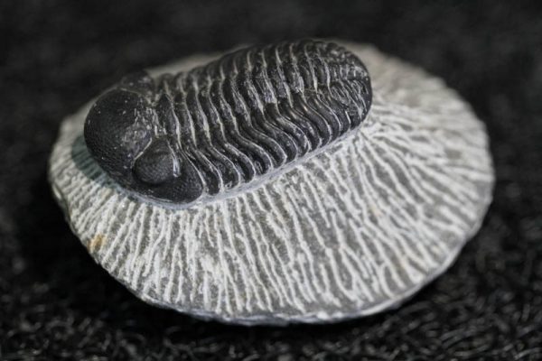 Trilobite - Phacops Africanus-3037