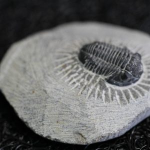 Trilobite - Gerastos Granulosus-0
