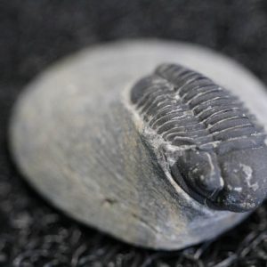 Trilobite - Gerastos Granulosus-0
