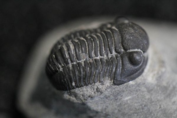 Trilobite - Gerastos Granulosus-3059