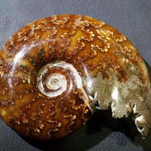 Ammonite Phylloceras Heterophyllum-0
