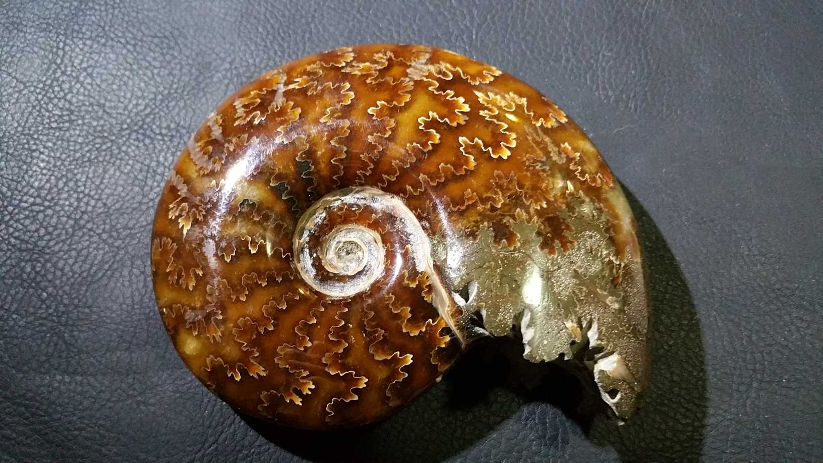 Ammonite Phylloceras Heterophyllum-0