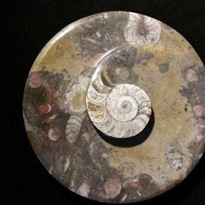 Ammonite Round Bowl Small-0