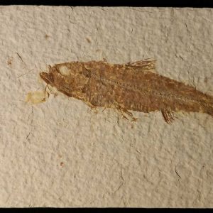 Fish - Knightia Eocena-0